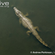 Illustration for article titled Sunday Crocodilian - Crocodylus niloticus Edition